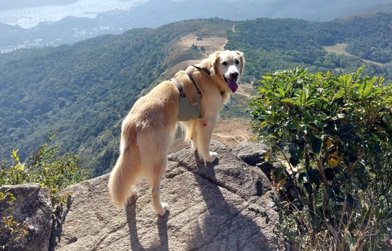 Winston, Nikolas Prehn's adopted golden retriever